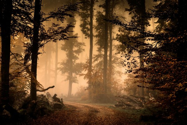 Ein geheimnisvoller Wald ist in Nebel gehüllt