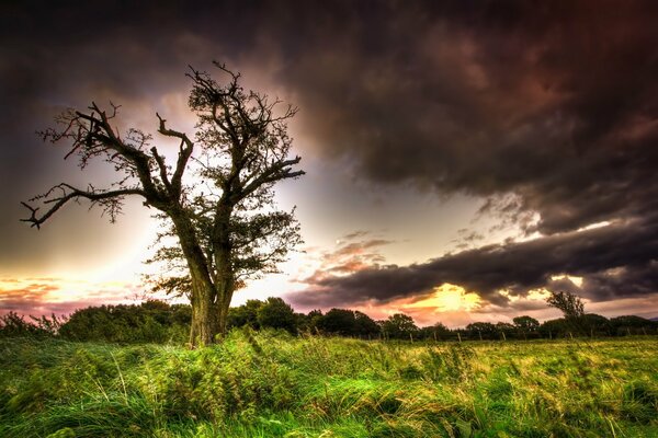 Albero solitario e cielo lunatico