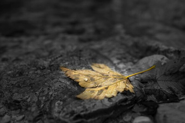 Bright autumn leaf with a drop