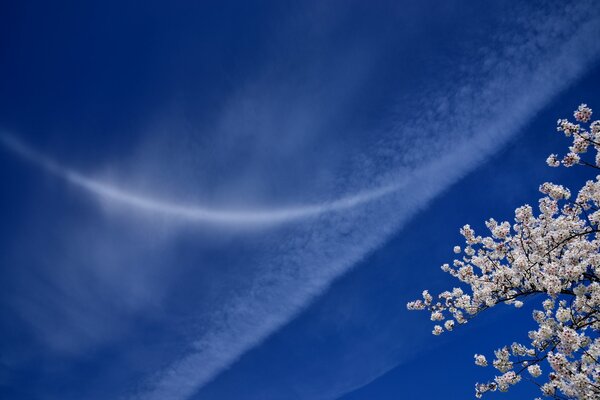 Cherry blossoming in spring against the sky