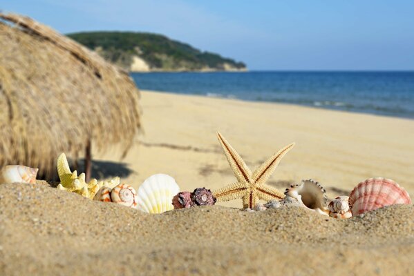 Shells and stars on the sandy shore