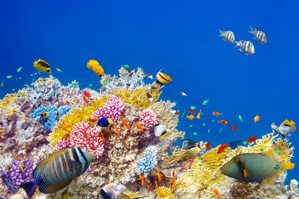 There are a lot of fish and corals under the water