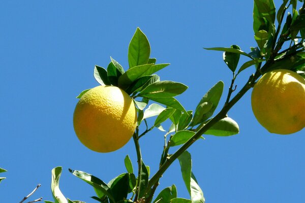 Branche d agrumes sur fond de ciel bleu