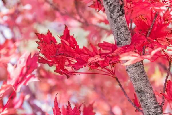 The gray branches contrast with the purple leaves of the Japanese maple