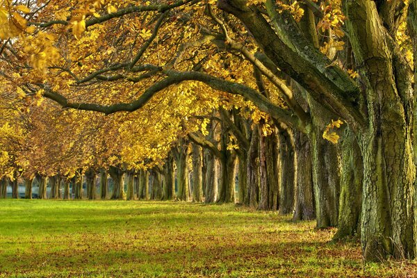 Herbstpark mit fallenden Blättern