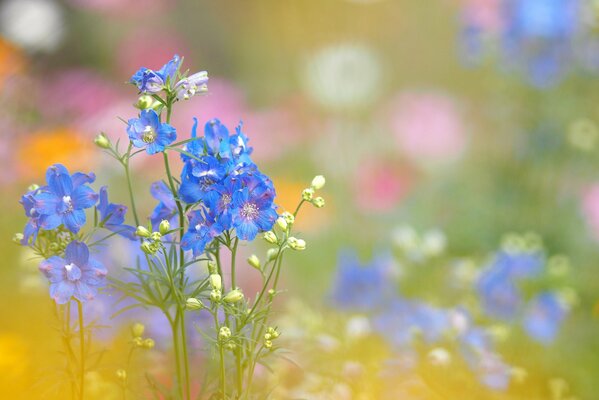 Flores azules en el campo