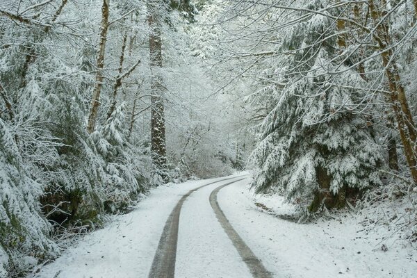 Route tranquille dans la forêt enneigée