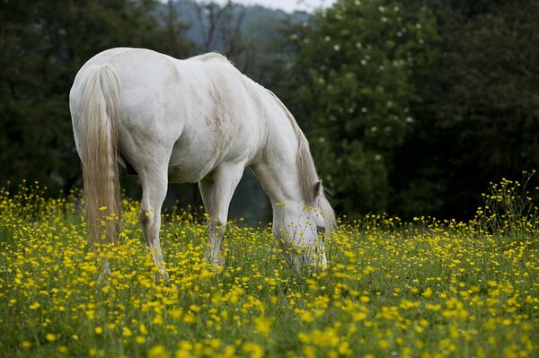 A white horse grazes in a meadow in summer