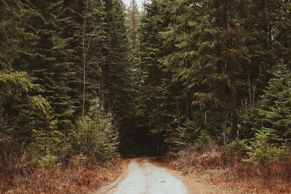 Un long chemin dans l épaisseur de la forêt