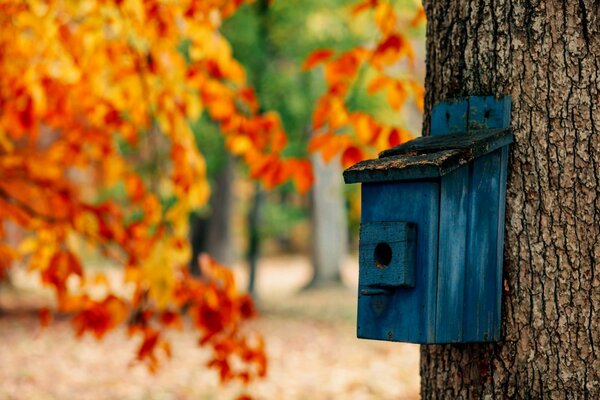 Kümmere dich um Vögel. Die Schönheit des Herbstes