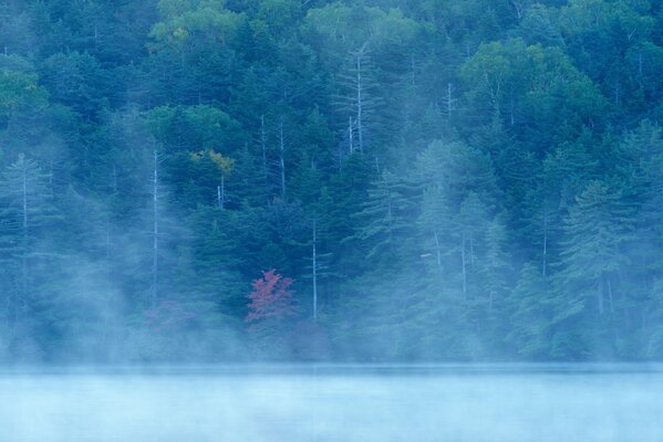 Foresta nebbiosa, lago nella nebbia, fiume nella foresta