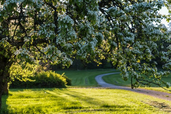 Floraison printanière parmi les arbres