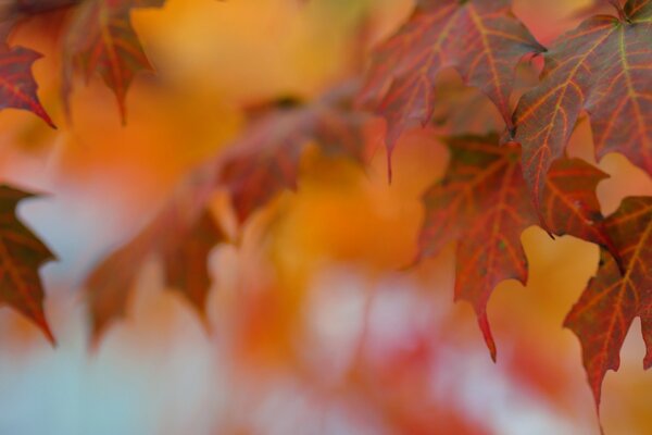 Prise de vue macro de feuilles en automne