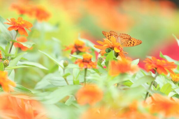 Hermosa mariposa en flores de color naranja