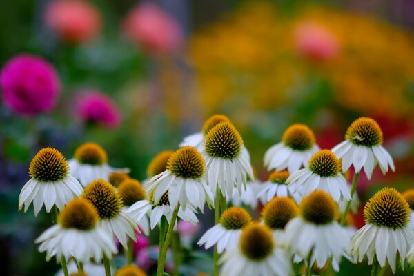 Marguerites au foyer bokeh