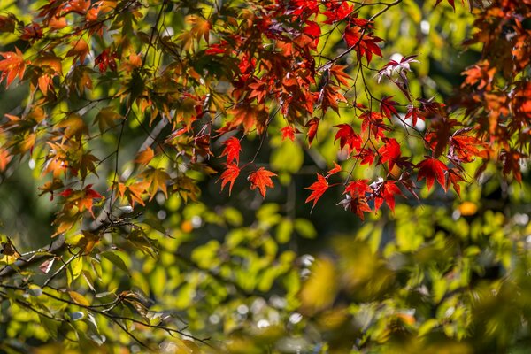 Érable d automne, feuilles d érable, arbre