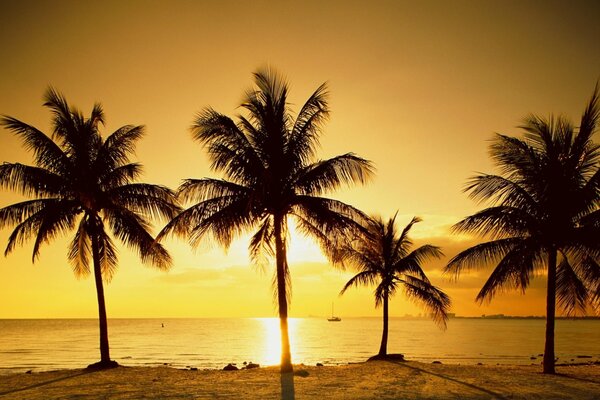 Amanecer sobre el mar y hermosas palmeras