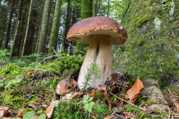 A white mushroom in the moss of a tree. Autumn forest