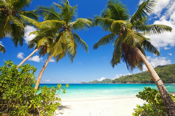 Spiaggia tropicale con palme in estate