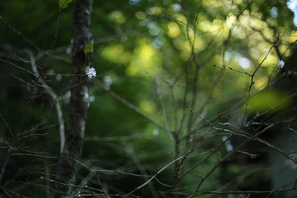 Zweige mit Blumen, Bokeh