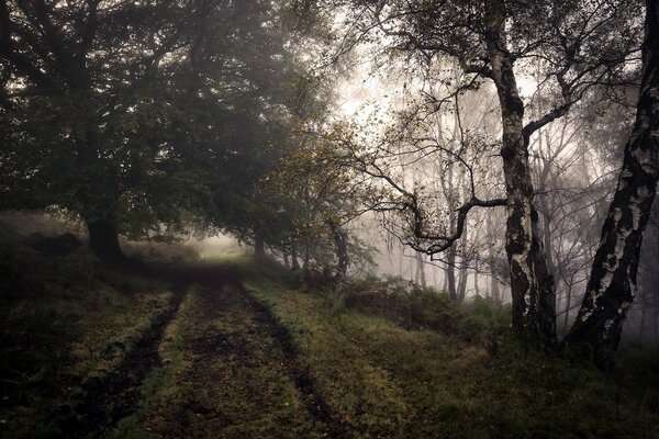 Camino de otoño en el bosque frondoso