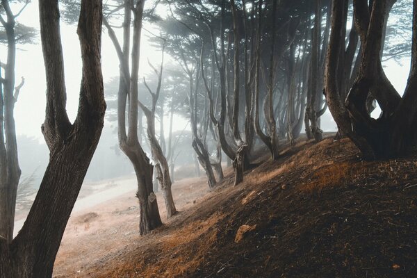 Arbres sur la colline immergés dans la brume