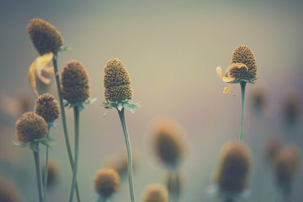 Beautiful flowers in macro photography