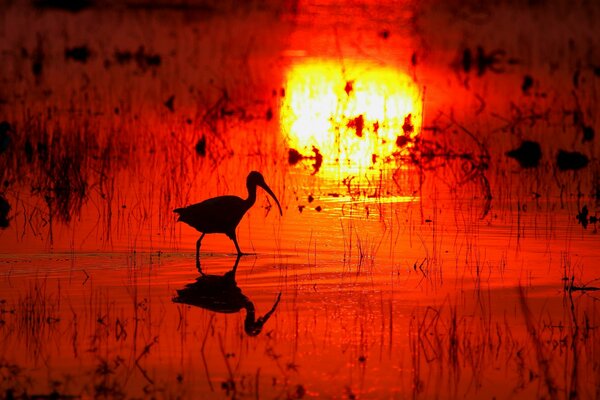 Reflejo del sol Poniente y silueta de pájaro