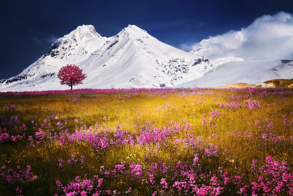 Schneebedeckte Berge, ein Feld in Blumen, wunderbare Natur, Schnee in den Bergen