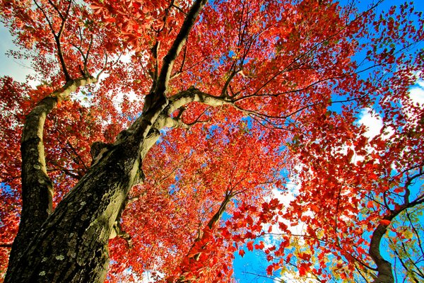 Feuilles rouges, arbre, Couronne d automne