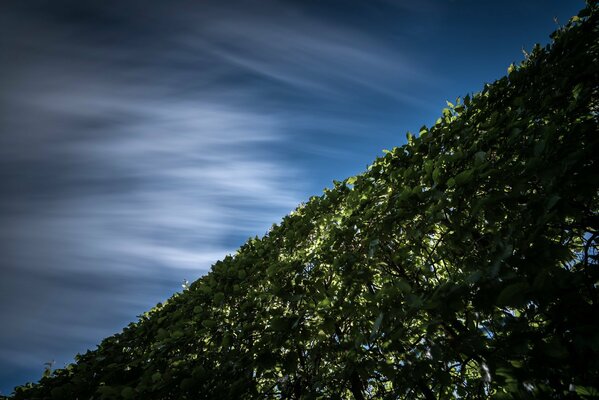 Hecke aus Zweigen am Himmelshintergrund