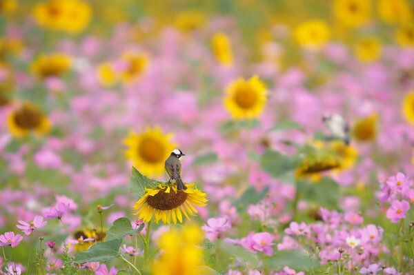 Tocones y girasoles en el Prado