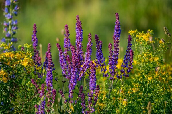 Sage flowers in a meadow in summer