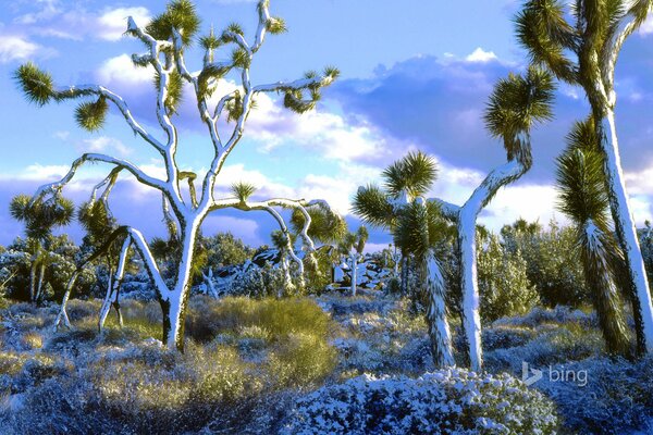 Trees with white trunks under the sky with clouds