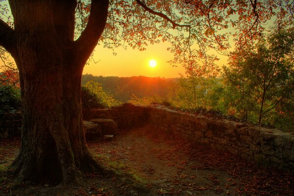 Autumn tree in the last rays of the sun