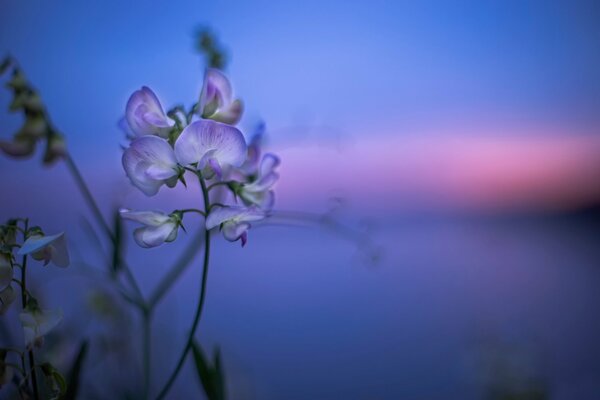 Fleur délicate dans le ciel coucher de soleil