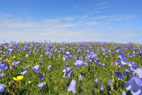 Flowers in the form of bells grow in the meadow