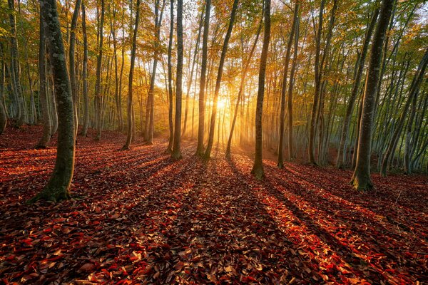 Autumn forest filled with the rays of the sun