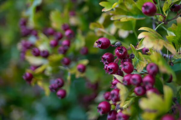 Bright berries with foliage