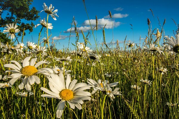 Été, champ de camomille et ciel bleu