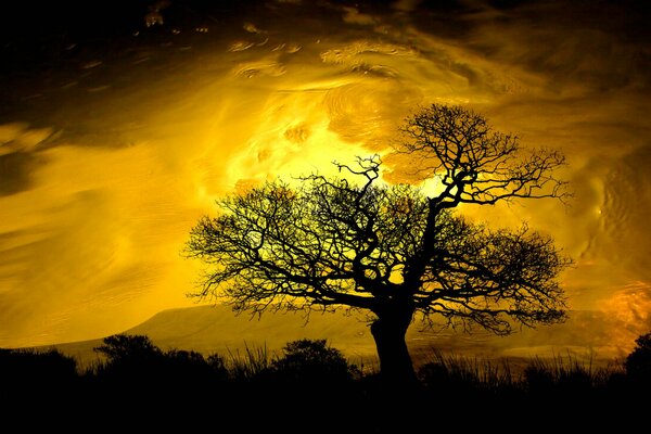 Un árbol en el fondo de una impresionante puesta de sol