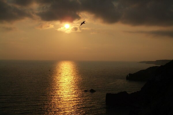 A seagull flying over the sea at sunset