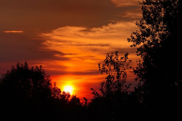 Al atardecer se ve la silueta de los árboles