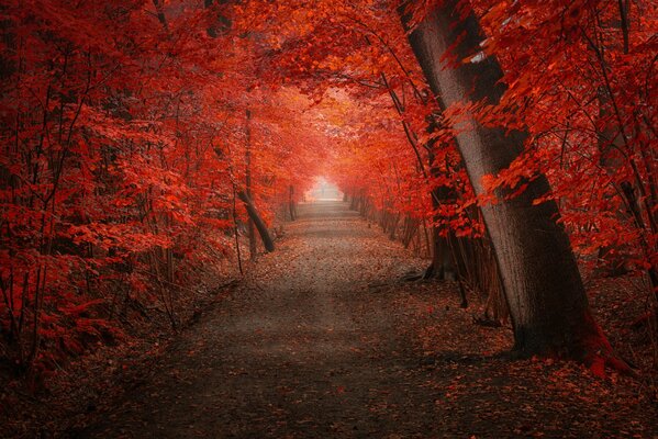 Die Parkallee in den hellen Farben des Herbstes