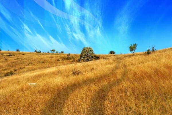 Leuchtend gelbes Feld und blauer Himmel