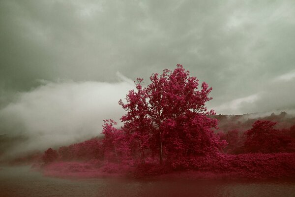 Mogano, Albero raro, nebulosa, albero nella nebbia