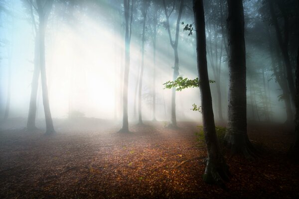 The sun s rays in the morning forest in the fog