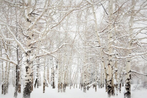 Winter forest. Aspens in the snow