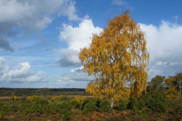 Landscape of a lonely tree in autumn foliage