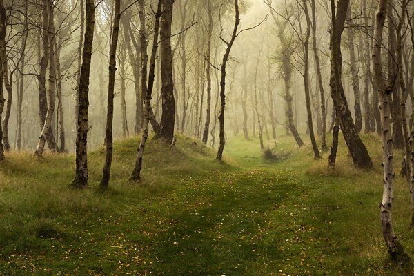 Foresta misteriosa autunnale nella nebbia